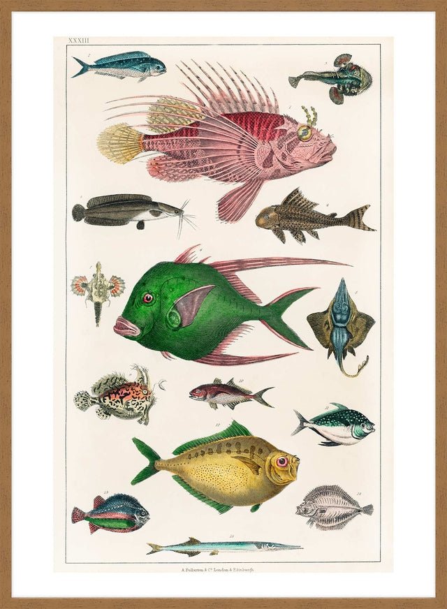 Fish 3 Vintage Antique Print
