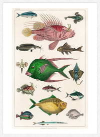 Fish 3 Vintage Antique Print