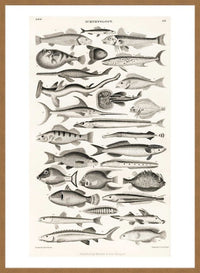 Fish Chart Vintage Antique Print