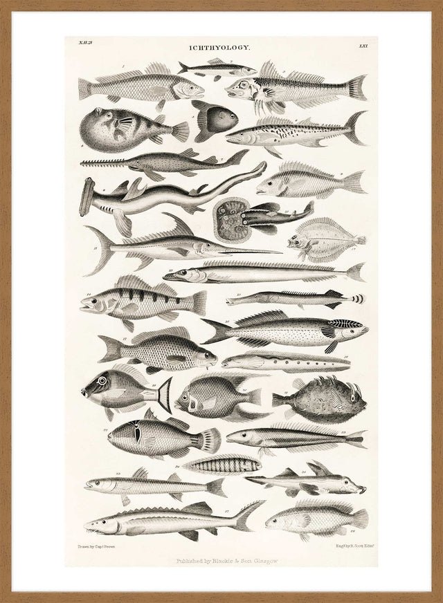 Fish Chart Vintage Antique Print