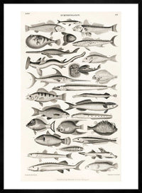 Fish Chart Vintage Antique Print
