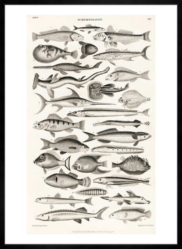 Fish Chart Vintage Antique Print
