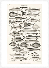Fish Chart Vintage Antique Print