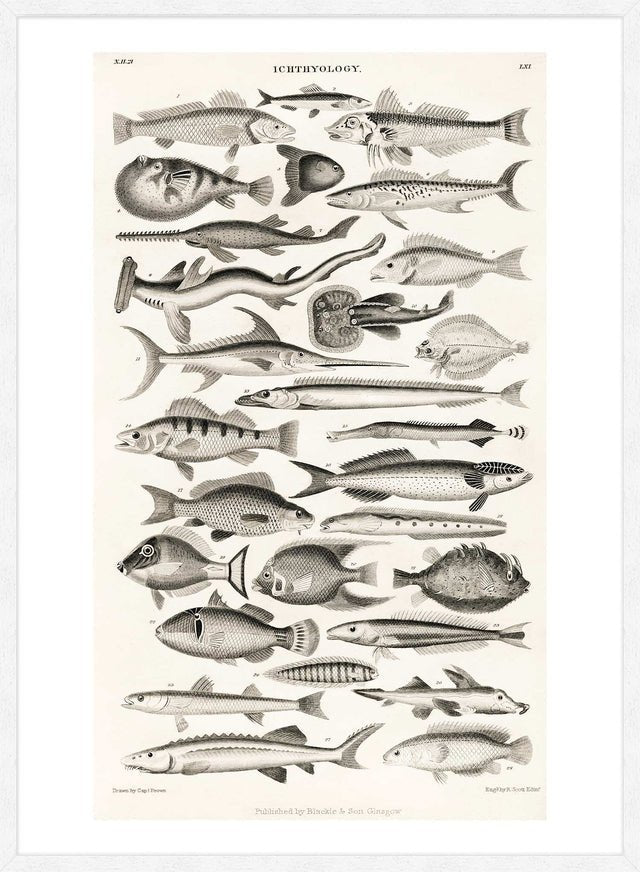 Fish Chart Vintage Antique Print