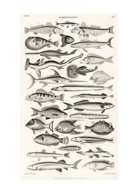 Fish Chart Vintage Antique Print