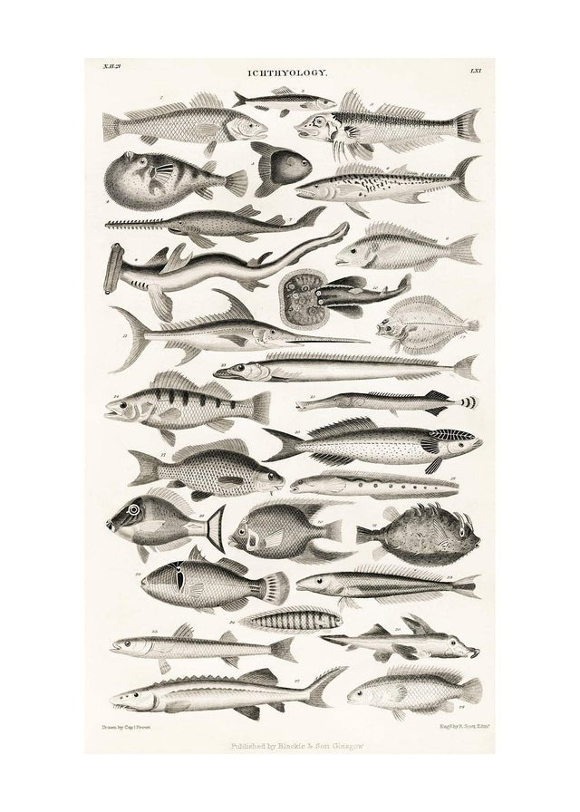 Fish Chart Vintage Antique Print