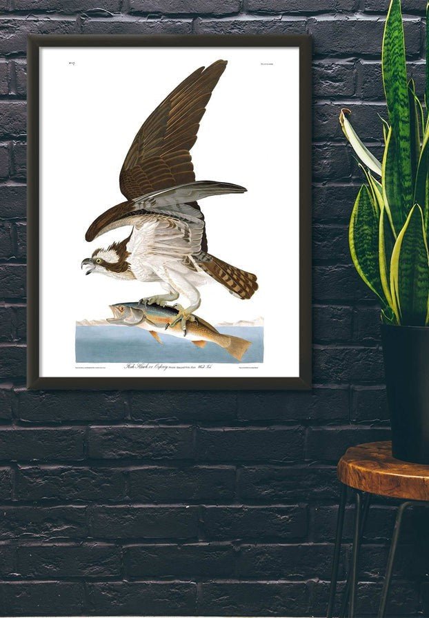 Fish Hawk Vintage Antique Bird Print