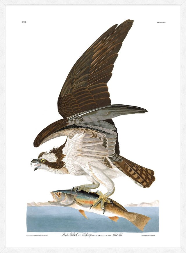 Fish Hawk Vintage Antique Bird Print