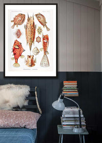 Fish & Sea Creatures Vintage Illustration Print