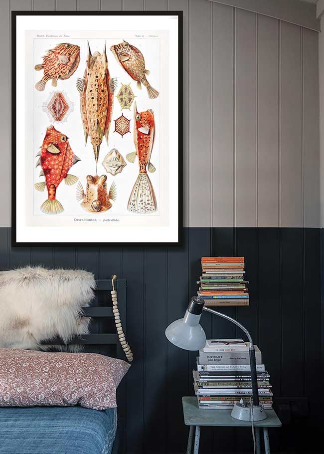 Fish & Sea Creatures Vintage Illustration Print