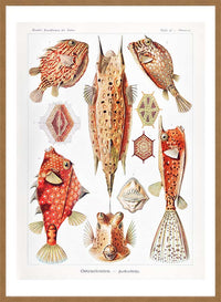 Fish & Sea Creatures Vintage Illustration Print