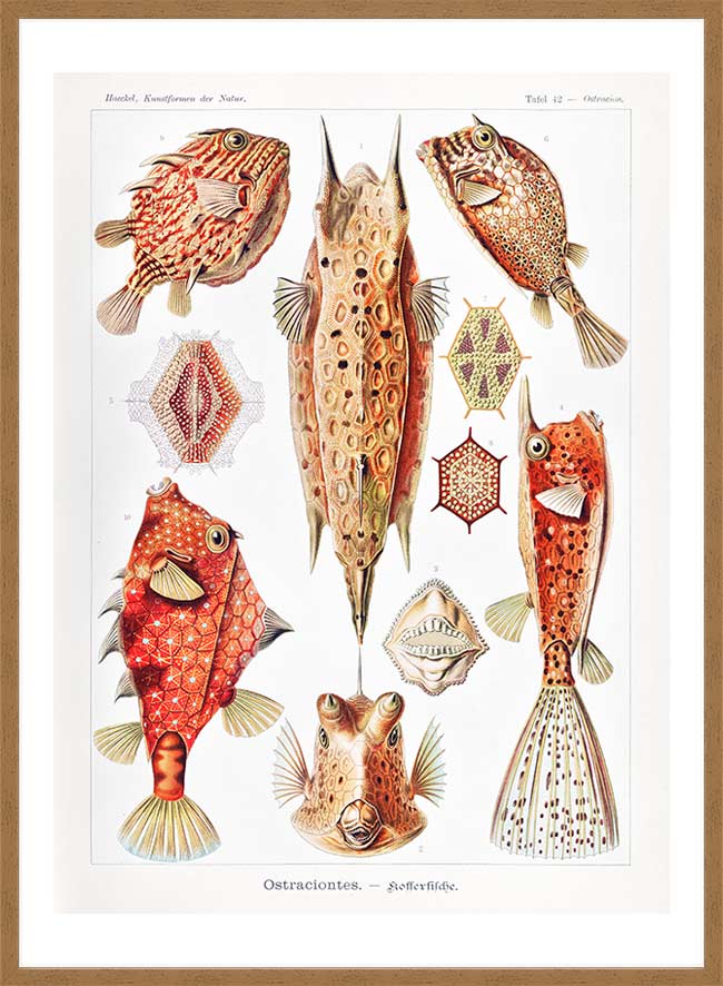 Fish & Sea Creatures Vintage Illustration Print