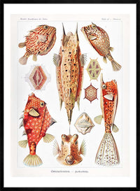 Fish & Sea Creatures Vintage Illustration Print
