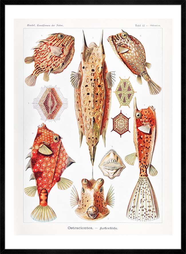 Fish & Sea Creatures Vintage Illustration Print