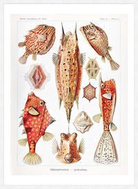 Fish & Sea Creatures Vintage Illustration Print
