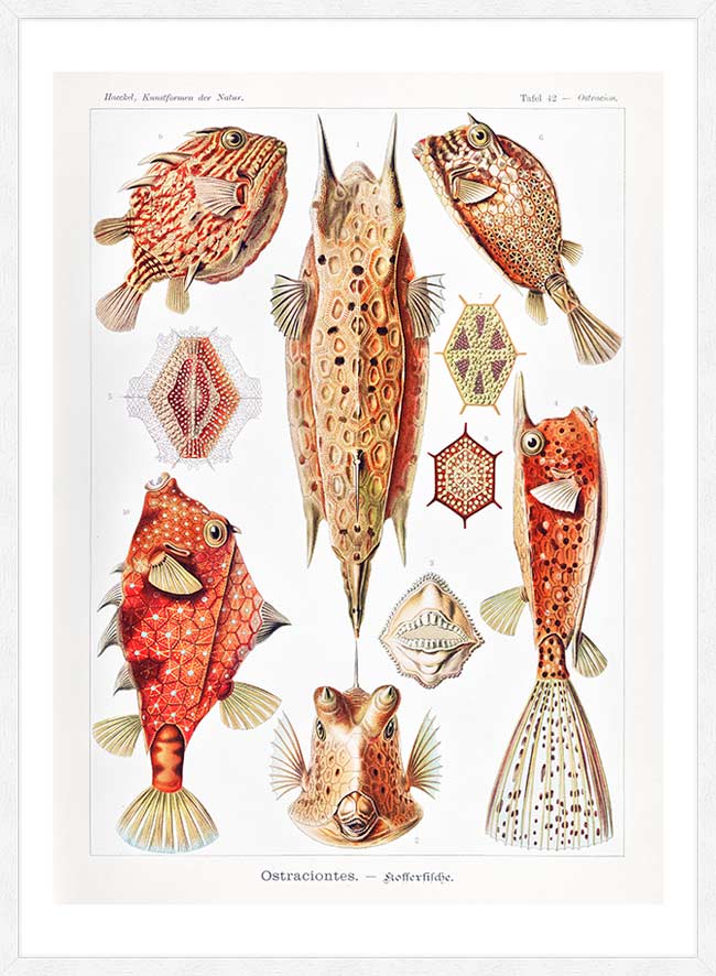 Fish & Sea Creatures Vintage Illustration Print