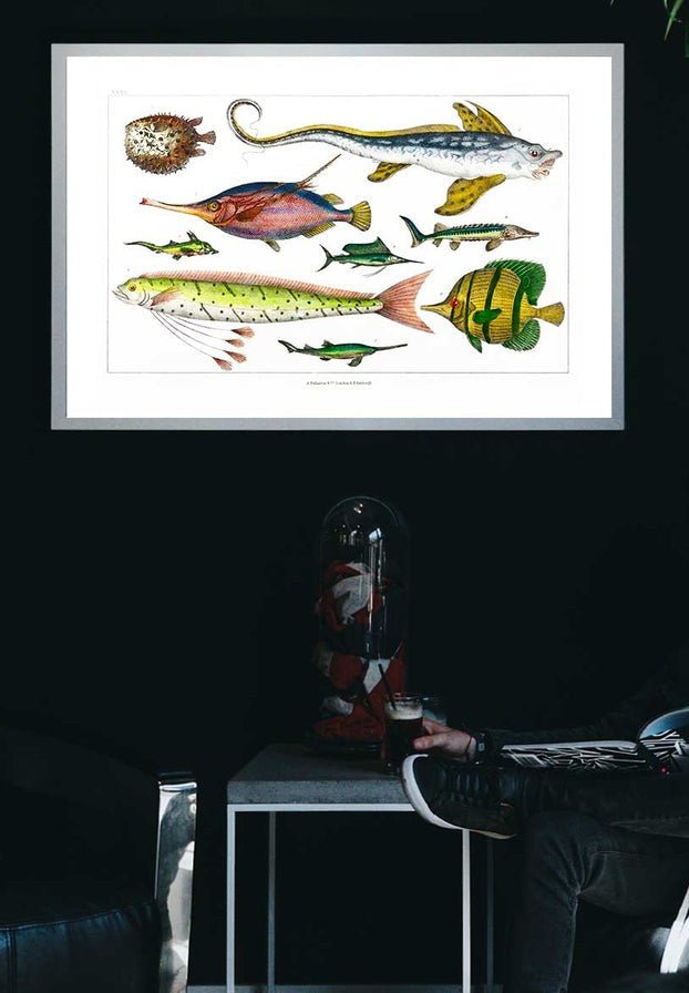 Fish Vintage Antique Print