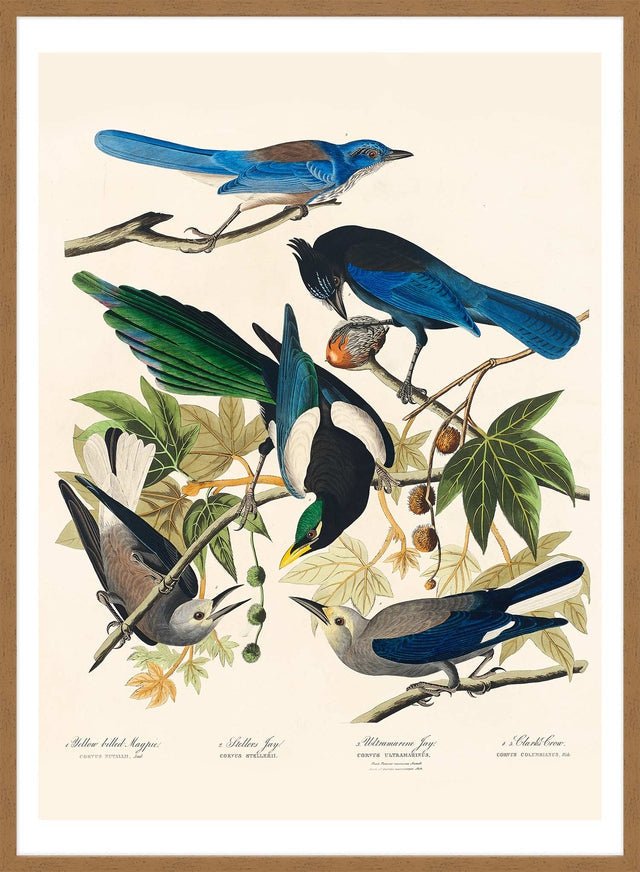 Five Birds Vintage Bird Print