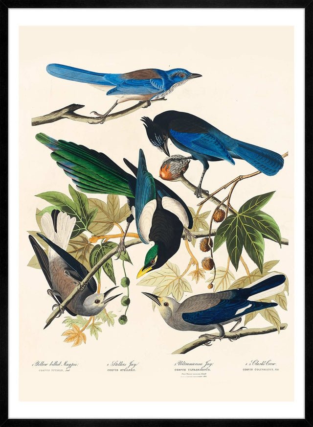 Five Birds Vintage Bird Print