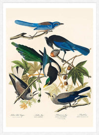 Five Birds Vintage Bird Print