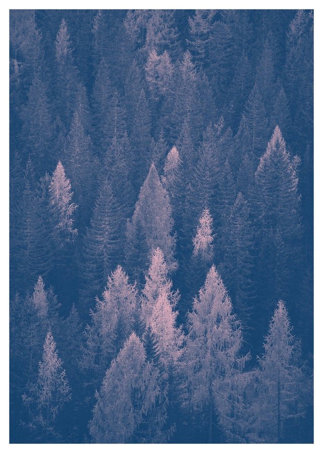 Forest Pink and Blue Print