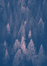 Forest Pink and Blue Print