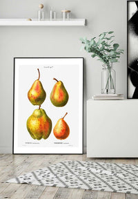 Four Pears Vintage Antique Print