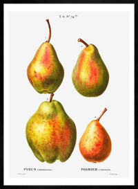 Four Pears Vintage Antique Print