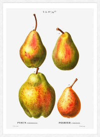 Four Pears Vintage Antique Print
