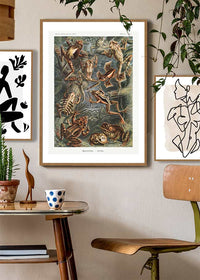 Frogs Illustration by Ernst Haeckel Print