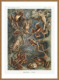 Frogs Illustration by Ernst Haeckel Print
