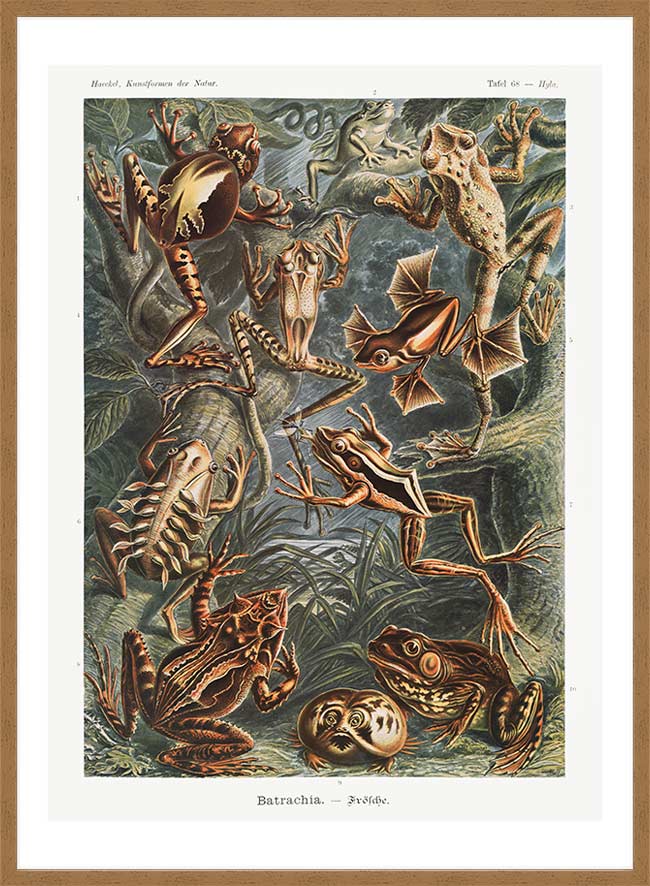 Frogs Illustration by Ernst Haeckel Print
