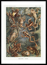 Frogs Illustration by Ernst Haeckel Print