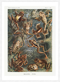 Frogs Illustration by Ernst Haeckel Print