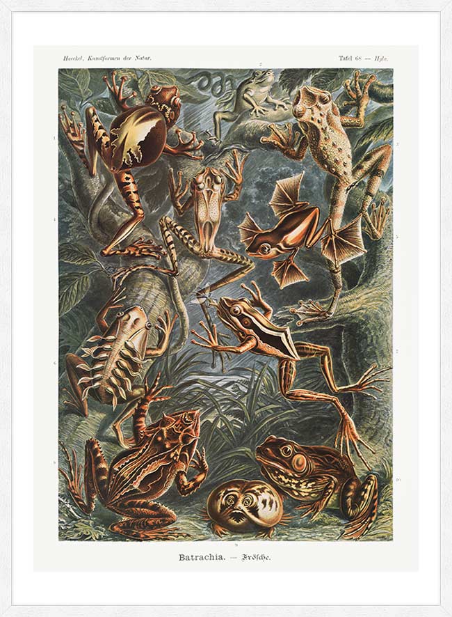 Frogs Illustration by Ernst Haeckel Print