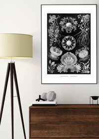 Fungi Illustration Print