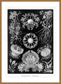 Fungi Illustration Print
