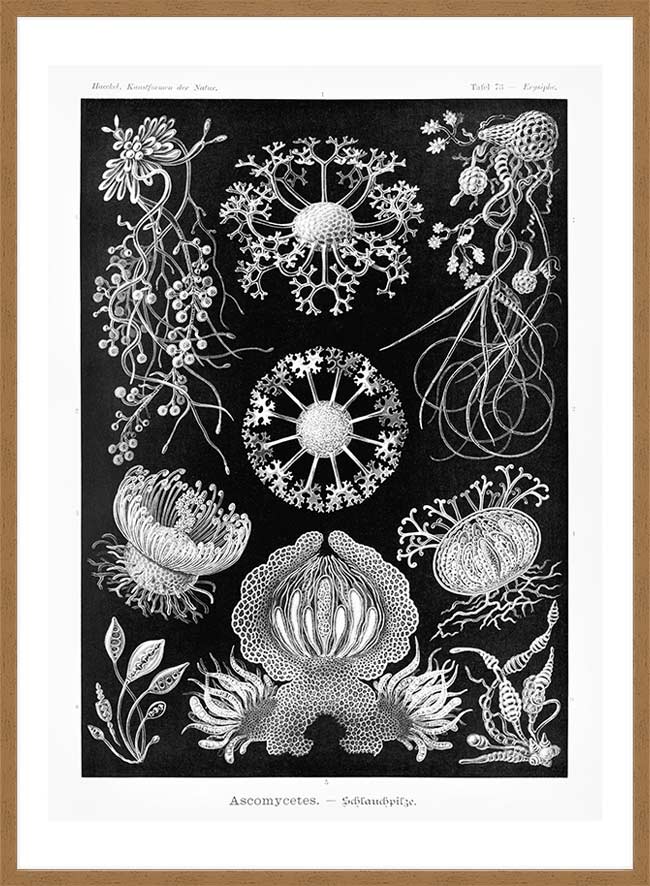 Fungi Illustration Print