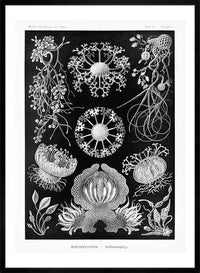 Fungi Illustration Print