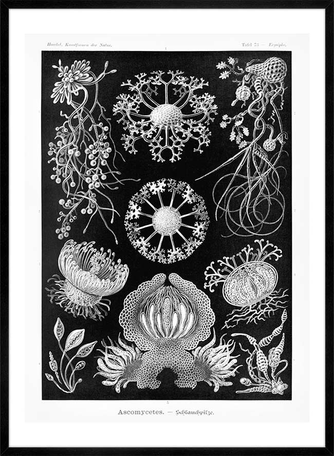 Fungi Illustration Print
