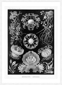 Fungi Illustration Print