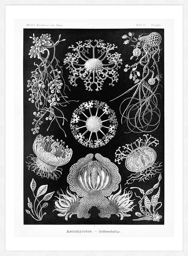 Fungi Illustration Print
