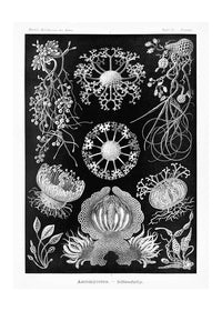Fungi Illustration Print