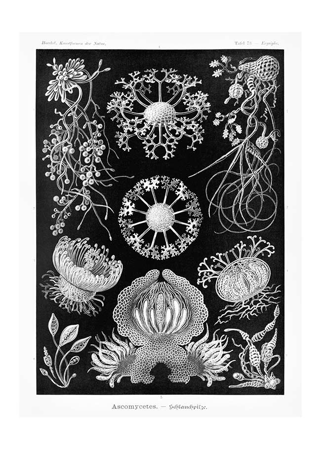 Fungi Illustration Print