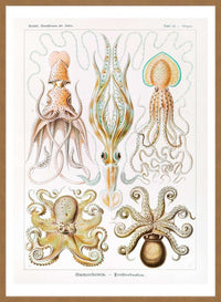 Gamochonia Octopus and Squid Vintage Antique Print