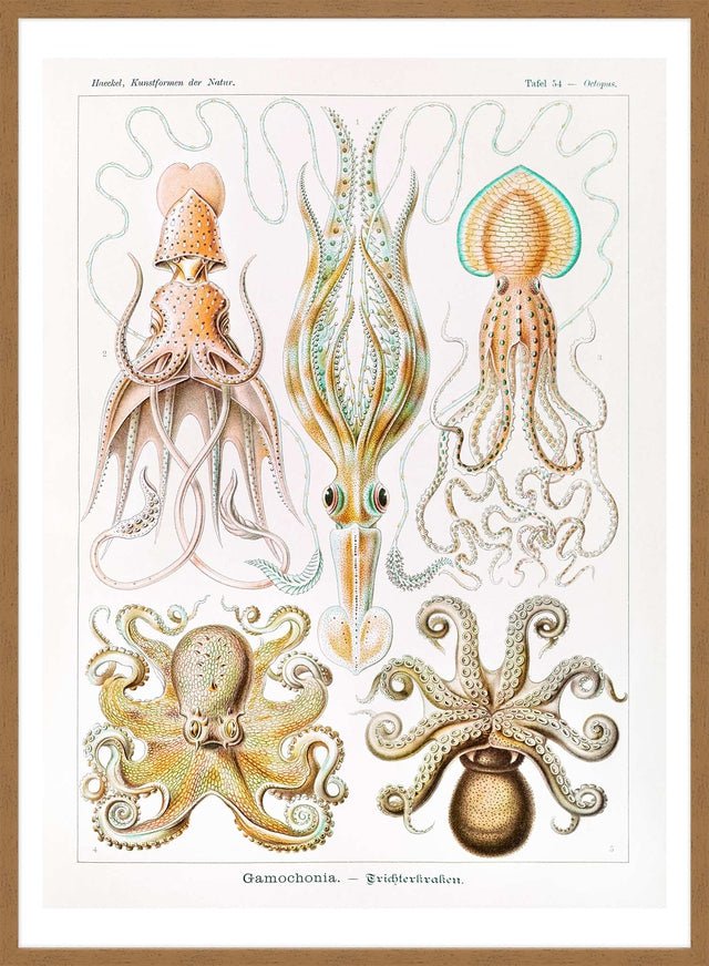 Gamochonia Octopus and Squid Vintage Antique Print