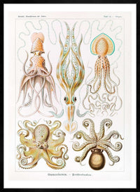 Gamochonia Octopus and Squid Vintage Antique Print