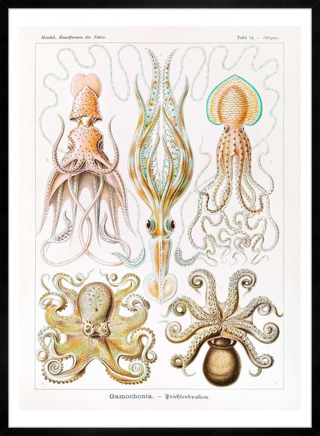 Gamochonia Octopus and Squid Vintage Antique Print