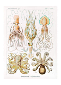 Gamochonia Octopus and Squid Vintage Antique Print