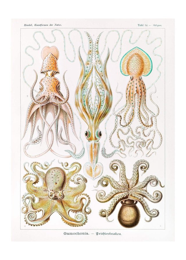Gamochonia Octopus and Squid Vintage Antique Print